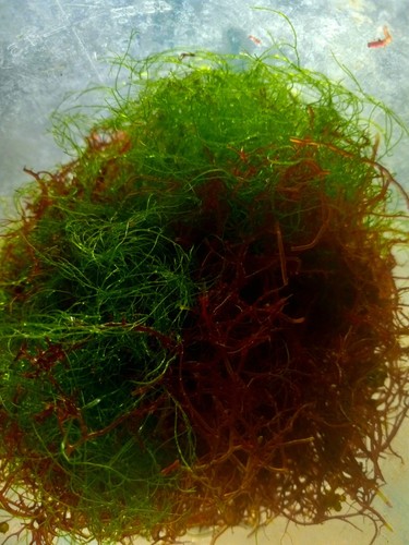 Mix saltwater macro algae - saltwater,