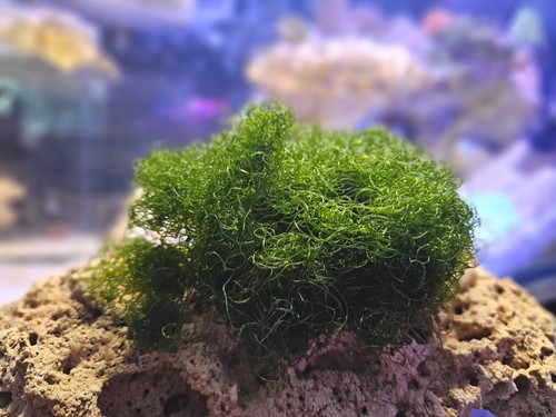 Cup chaetomorpha macro - ,