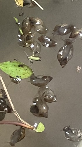 100 bladder snails live - 100+, snails,