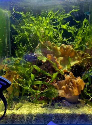Live caulerpa prolifera - live,