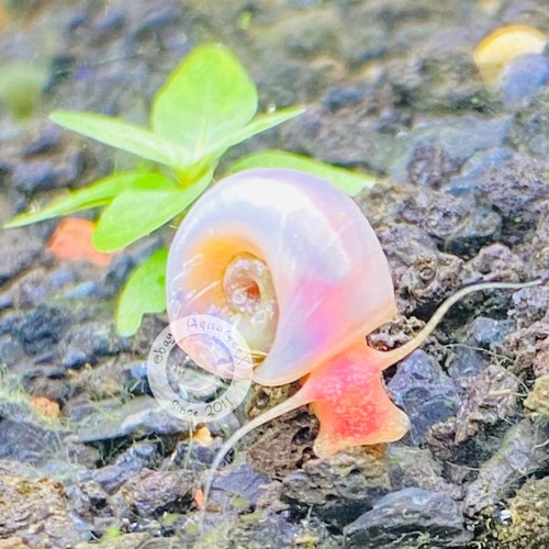 Pearl pink ramshorn - ,