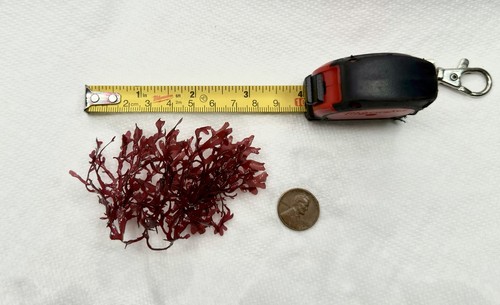 Live red pom - live,