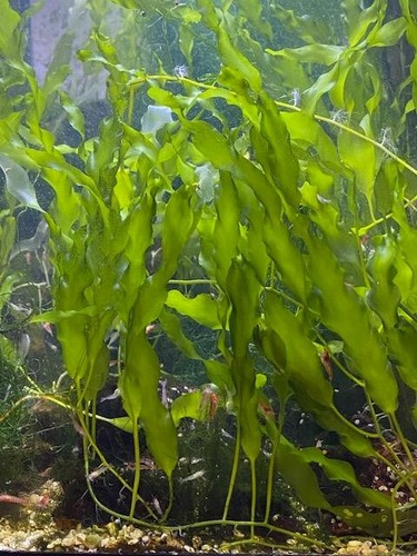 Live sea grass frag - live,