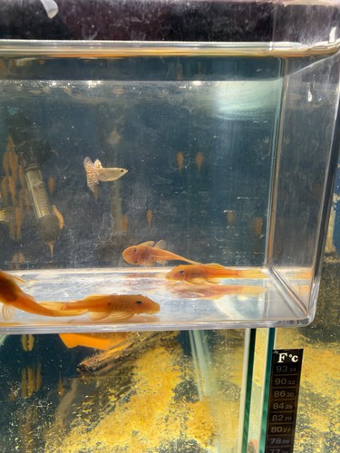 Albino bristlenose pleco - 1, to