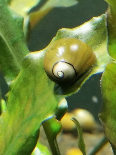 Live freshwater olive - live,
