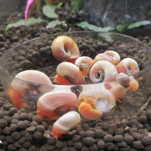 Live pink ramshorn snails - 6,