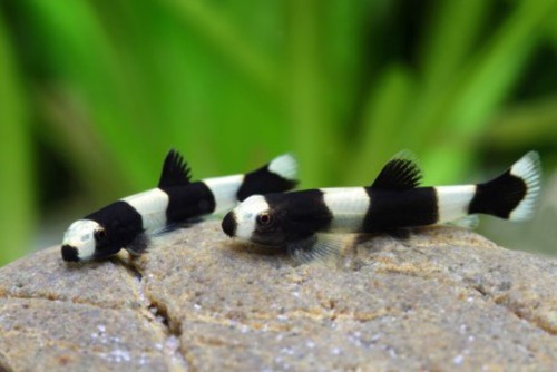 Pack panda loach 75 - 2-pack,