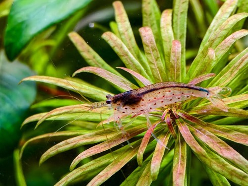 West coast amano shrimp - coast,