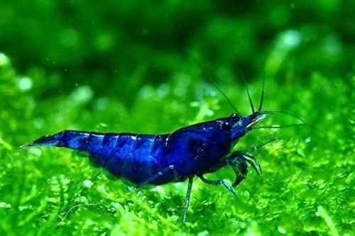 Blue dream shrimp live - dream,
