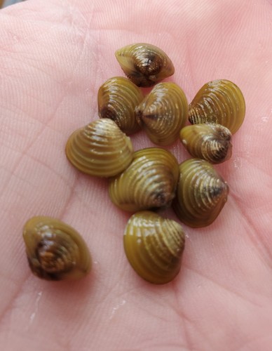 Live freshwater clams - live,
