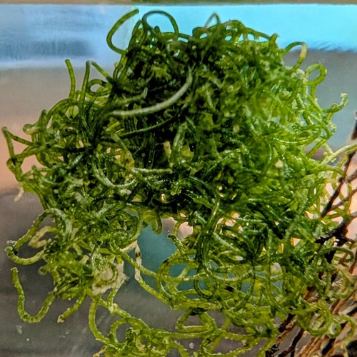 Moss ball for - ball, red