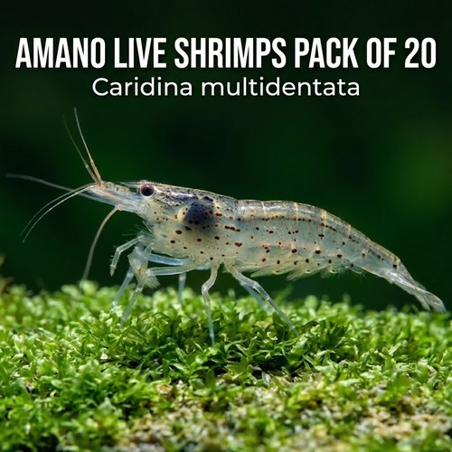 Amano algae eater - algae,
