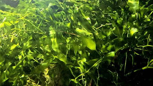 Live caulerpa prolifera - live, 7