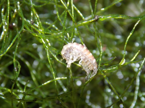 Chaetomorpha macro algae - chaetomorpha,,