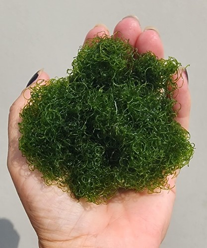 Chaetomorpha macro algae - macro,
