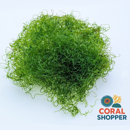 Cup live chaeto macroalgae - 1,