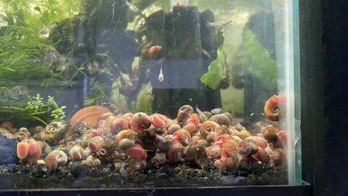 Live pink ramshorn snails - snails, |