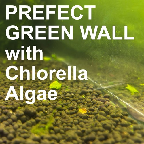 Chlorella pyrenoidosa algae - algae, |