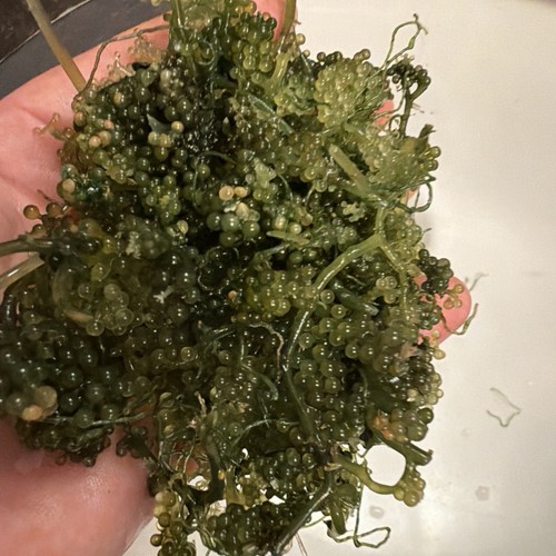 Grape culerpa marine - culerpa,