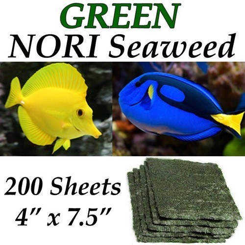 Green nori seaweed - seaweed, 200